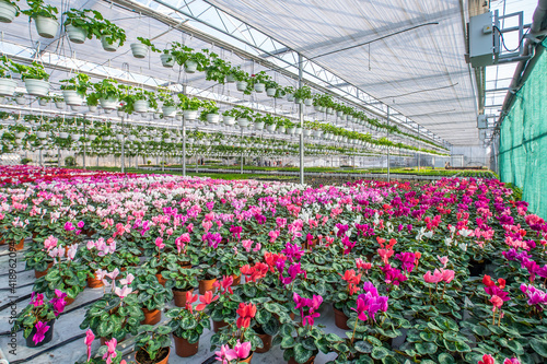 large flower greenhouse with beautiful flowers and plants. Different types of flowers