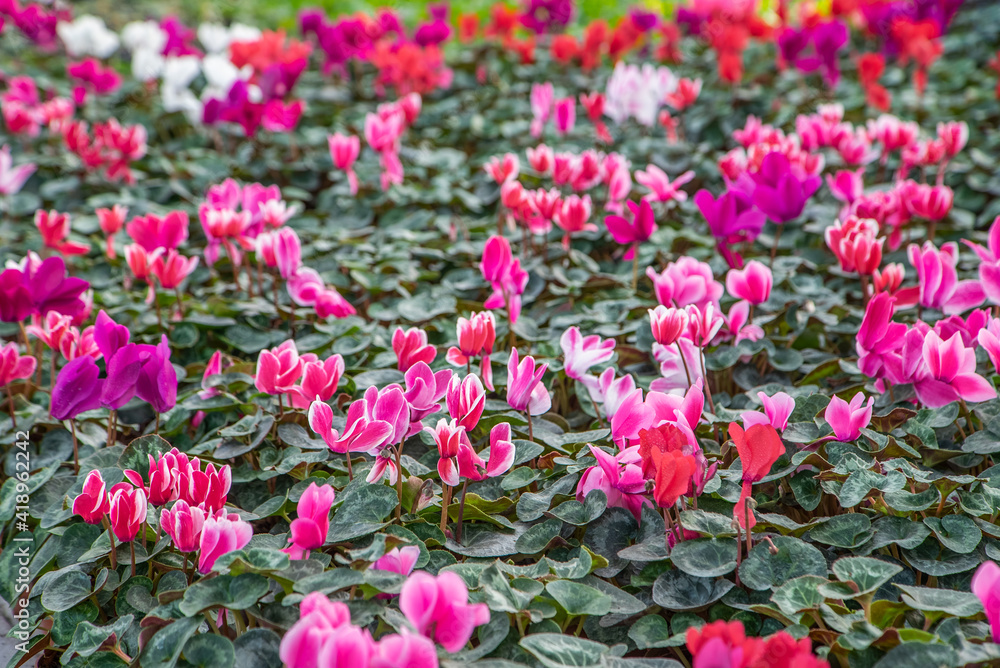 large flower greenhouse with beautiful flowers and plants. Different types of flowers