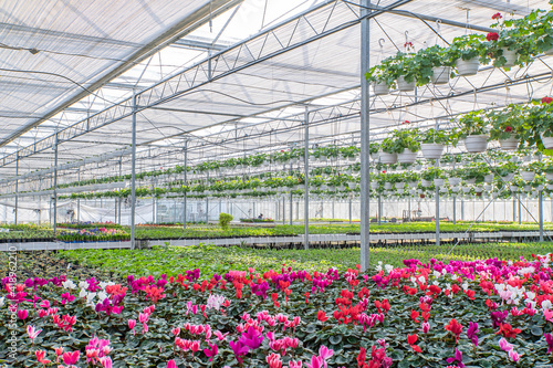 large flower greenhouse with beautiful flowers and plants. Different types of flowers