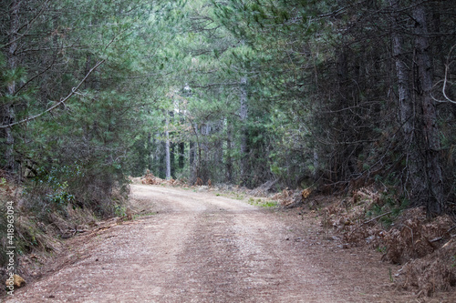 Fotografía de un sendero entre los pinos en la montaña