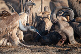 Vultures feeding on a cape buffalo on a safari in South Africa