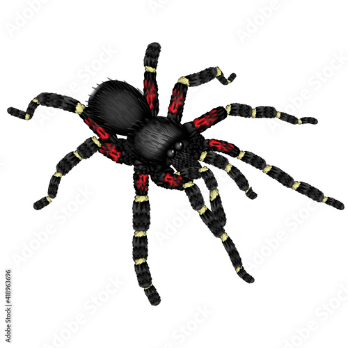 Large Black Spider Red White Spots Realistic Natural Insect Isolated White Background.Vector illustration.