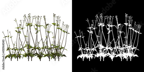 Left view of tree (Bidens Pilosa) png with alpha channel to cutout 3D rendering photo