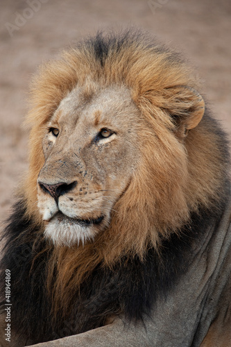 A male Lion seen on a safari in South Africa