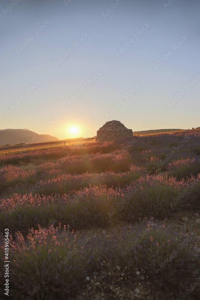 Round stone hut in lavender fields in the provence in France, Europe