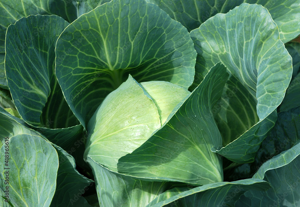 Obraz premium Sprouts of cabbage in leaves