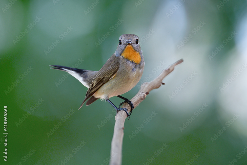 Fototapeta premium Brown bird with golden feathers on its chin perching on thin branch over bright green background in nature, taiga flycatcher