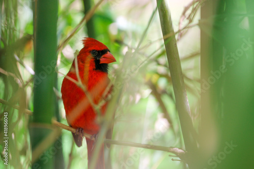 Close up Cardinal Bird in a Bush