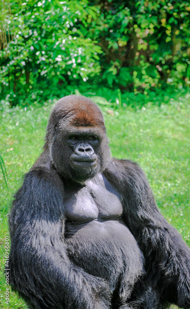 Lowland Gorilla Silverback Sitting in the grass Lowland Gorilla Silverback Sitting in the grass