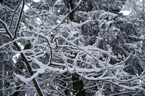 Tree branches covered by snow. © Sulugiuc