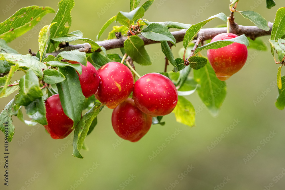 Red plums on a tree branch in the garden on a blurred background Red plums on a tree branch in the garden on a blurred background
