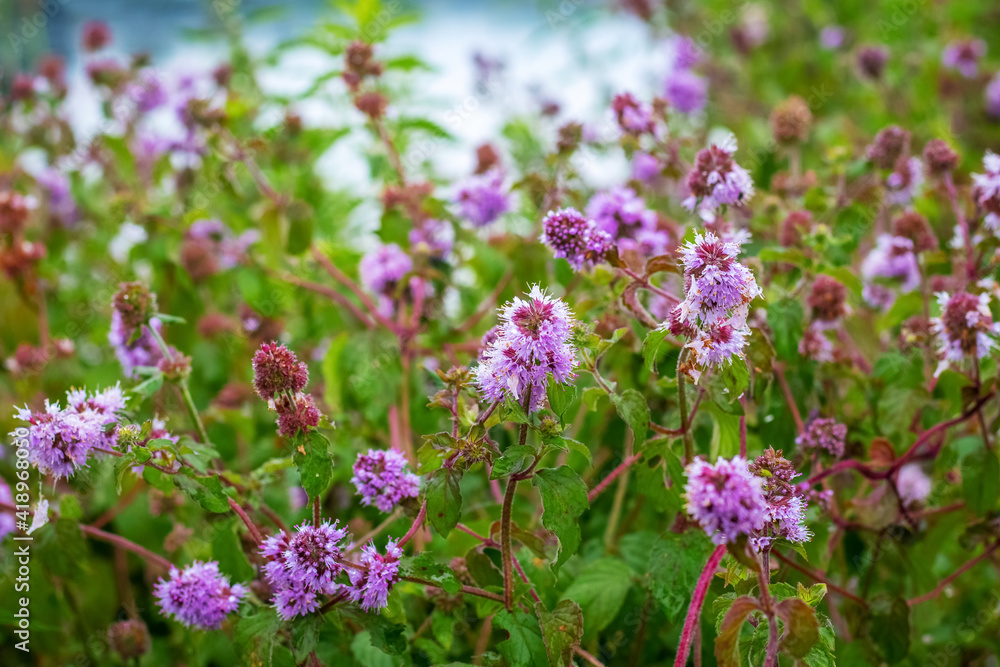 Wild pink flowers by the river in summer