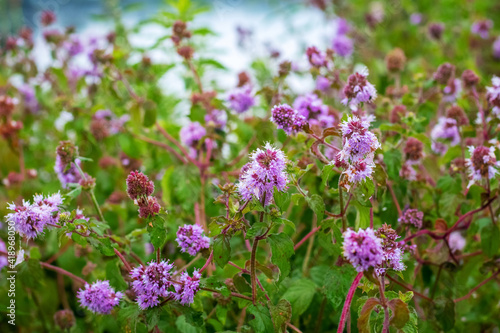 Wild pink flowers by the river in summer