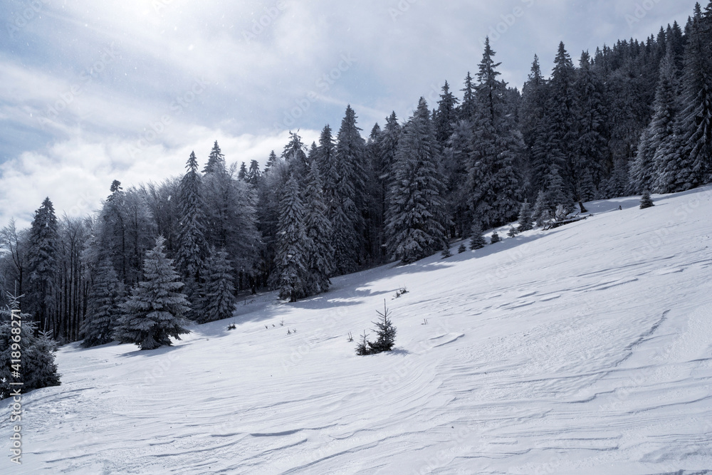 Landscape in Saua Baiului. Winter landscape between Azuga and Gura Diham cottage