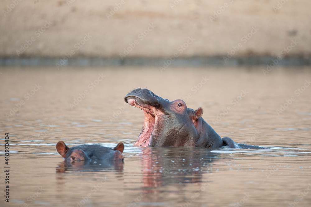 Fototapeta premium Hippo seen on a safari in South Africa