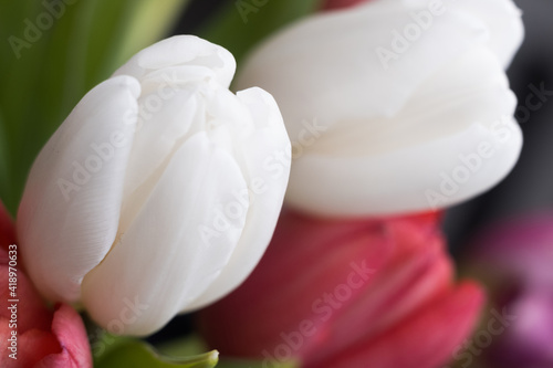 Fototapeta Naklejka Na Ścianę i Meble -  bouquet of white and pink tulips close-up