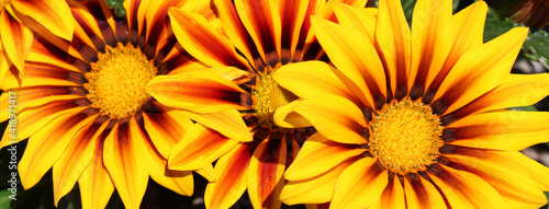 yellow flower background