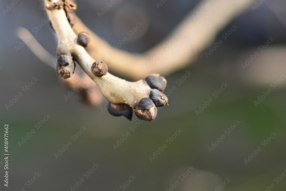 Common ash Common ash