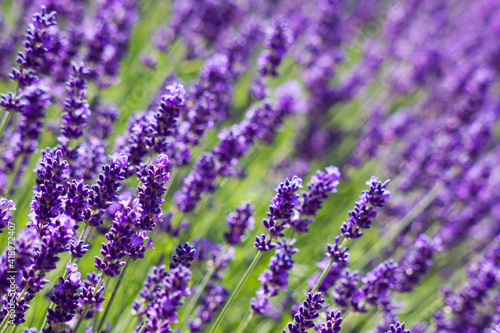 Fototapeta Naklejka Na Ścianę i Meble -  lavender flowers - close up