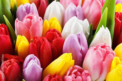 colorful spring fresh dutch tulips