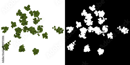 Photos Top view of tree (Euphorbia Heliscopia) png with alpha channel to cutout 3D rend