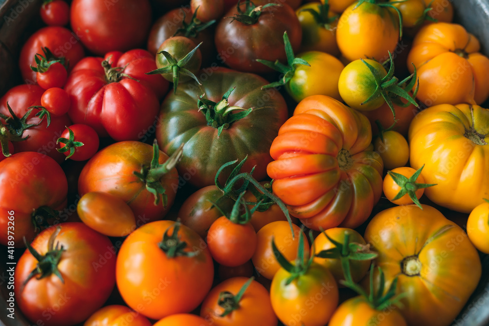 tomatoes of different colors are displayed as a gradient on a dark background. tomatoes of different colors are displayed as a gradient on a dark background.