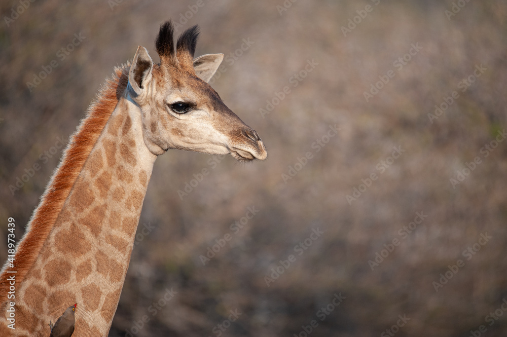 Obraz premium A young Giraffe seen on a safari in South Africa
