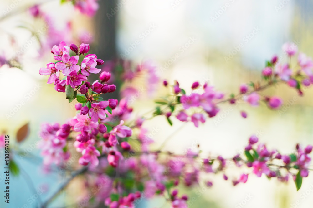 Beautiful blooming spring tree