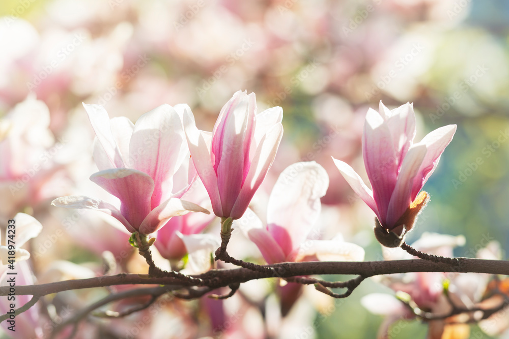 Fototapeta premium Blooming magnolia flowers