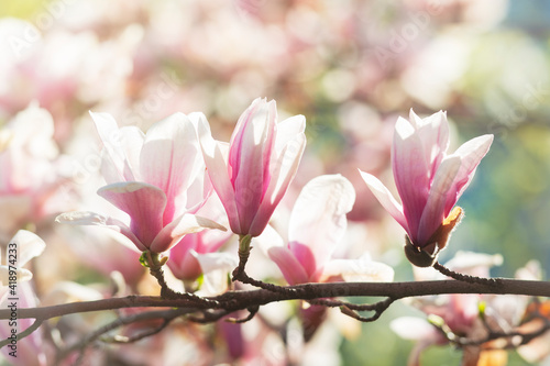Blooming magnolia flowers © Mny-Jhee