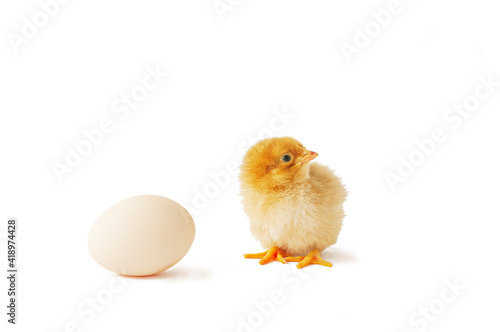 Cute newborn chicken and egg