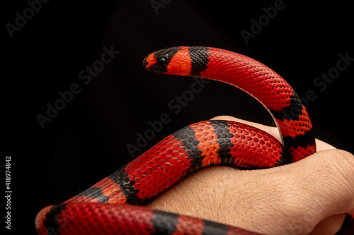Lampropeltis triangulum, commonly known as the milk snake or milksnake, is a species of kingsnake