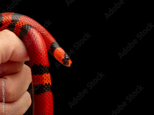 Lampropeltis triangulum, commonly known as the milk snake or milksnake, is a species of kingsnake photo