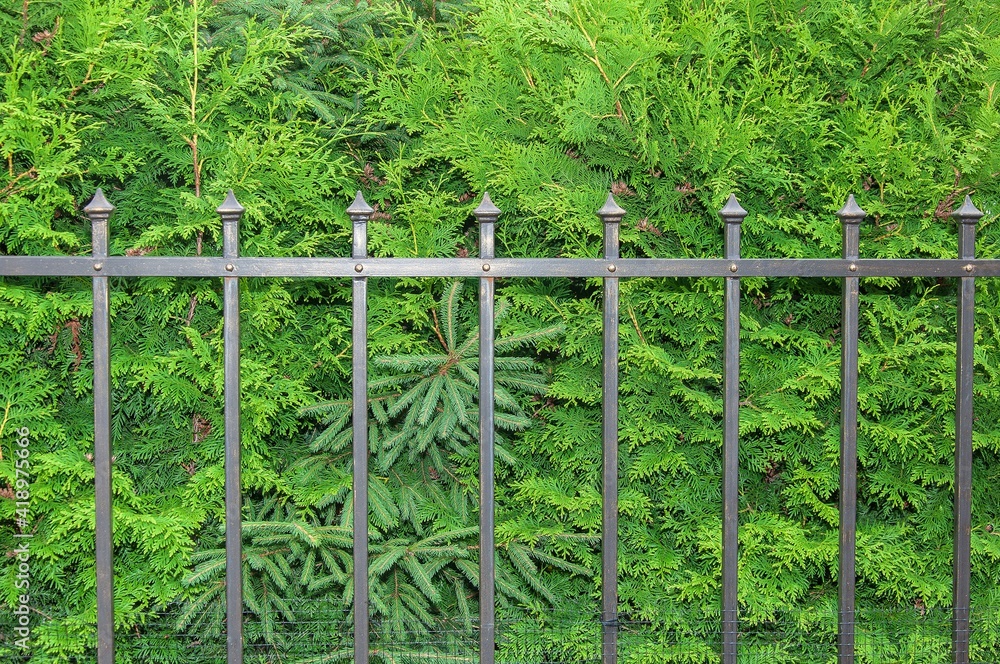 wrought iron fence background trees in the garden