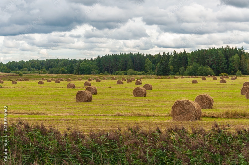 autumn wheat field with haystacks autumn wheat field with haystacks