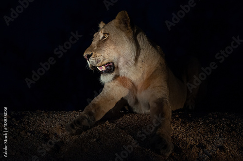 Female lion seen at night on a safari in South Africa