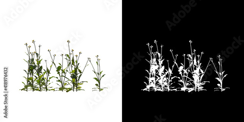 Left view of tree (Ixeris Polycephala) png with alpha channel to cutout 3D rendering