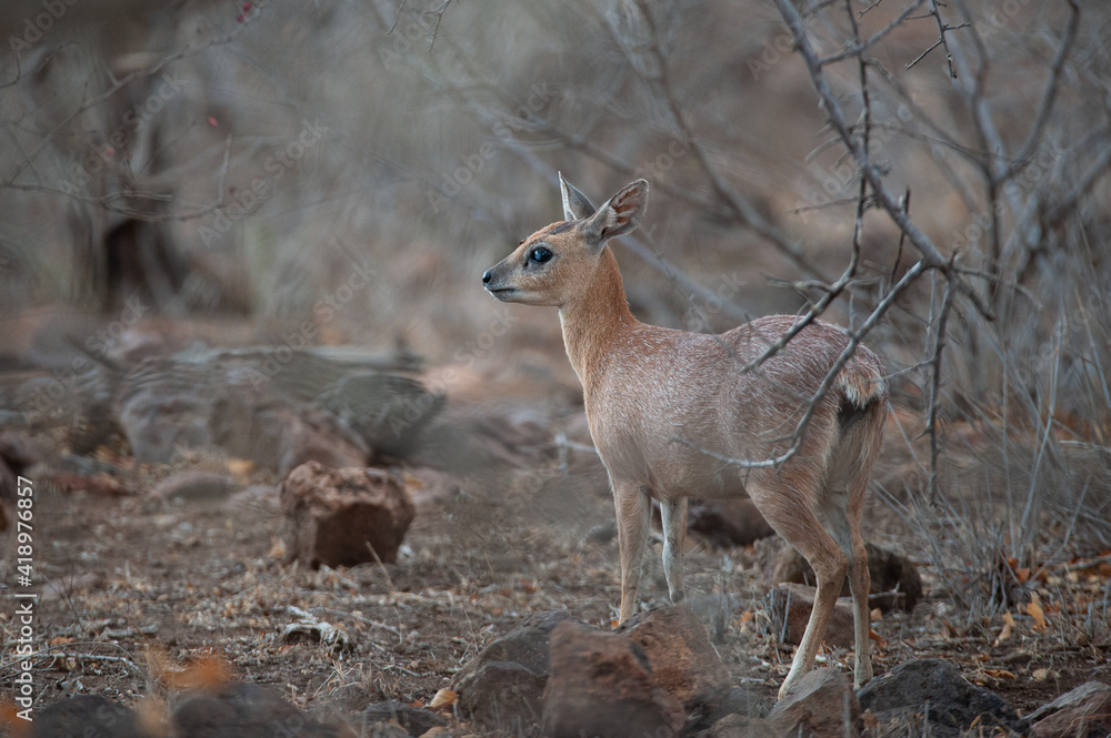 Sharpes Grysbok seen on a safari in South Africa Sharpes Grysbok seen on a safari in South Africa