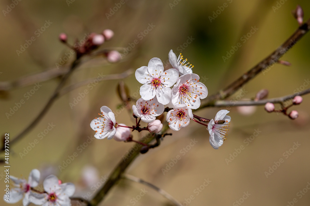 Blossom Flowers on a Blackthorn Bush, also known as Prunus Spinosa, in Early Spring Blossom Flowers on a Blackthorn Bush, also known as Prunus Spinosa, in Early Spring