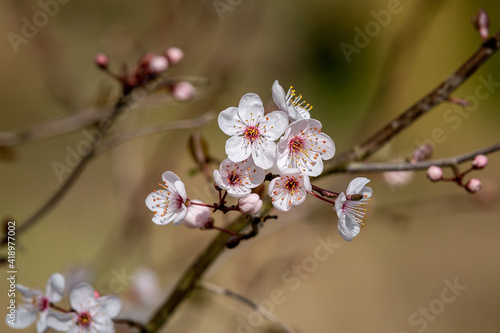 Blossom Flowers on a Blackthorn Bush, also known as Prunus Spinosa, in Early Spring