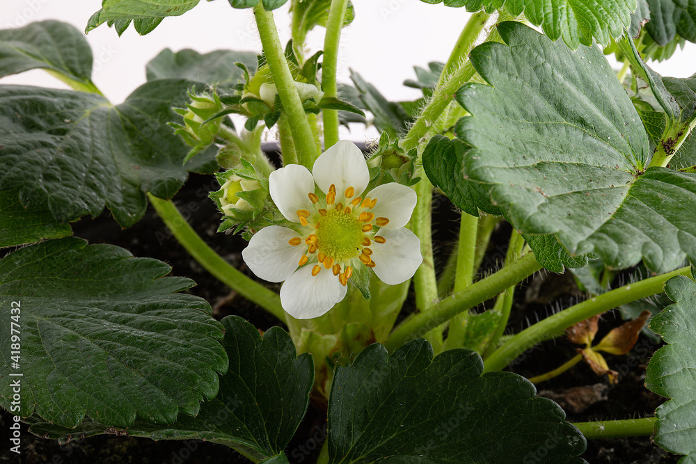 Obraz premium blossoming strawberry with leaves as a background