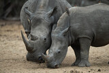 A white Rhino cow and her calf seen on a safari in South Africa
