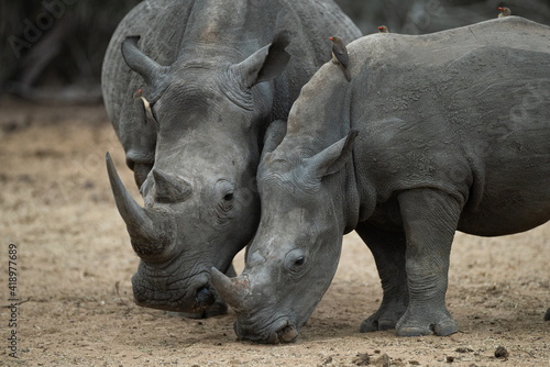 A white Rhino cow and her calf seen on a safari in South Africa