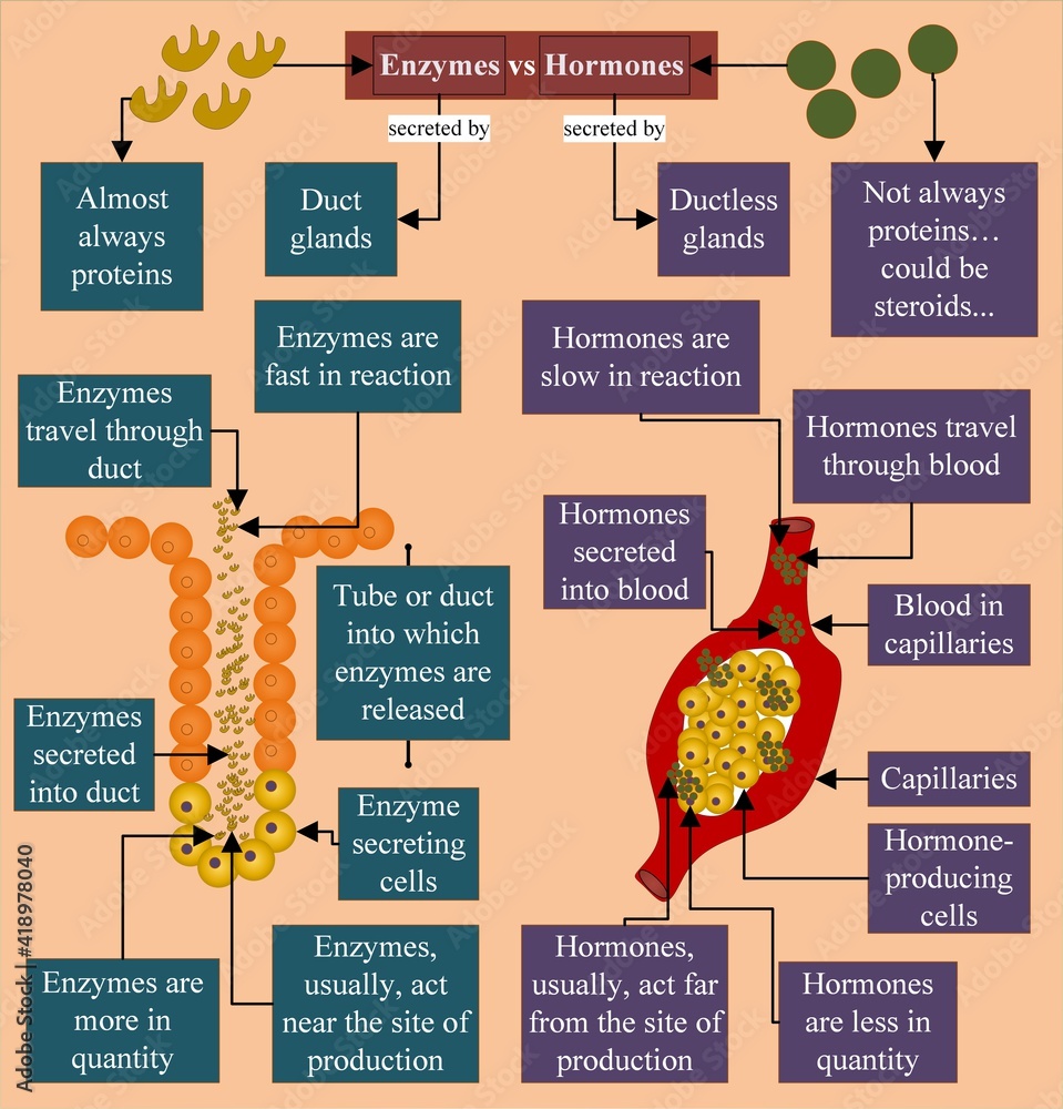 Enzyme vs Hormone Enzymes are almost always proteins, and hormones
