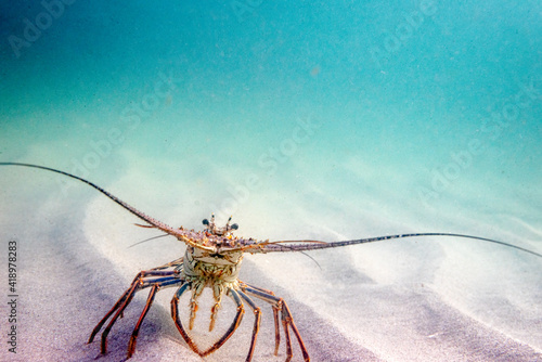 Florida spiny lobster in ocean photo