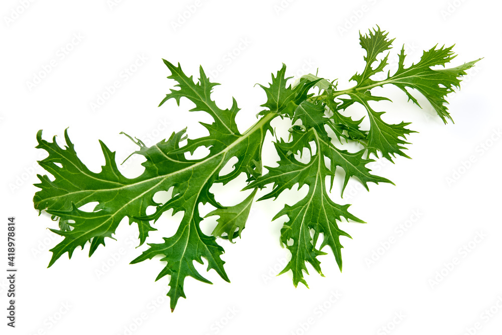 Fresh arugula leaves, isolated on white background. High resolution image Fresh arugula leaves, isolated on white background. High resolution image