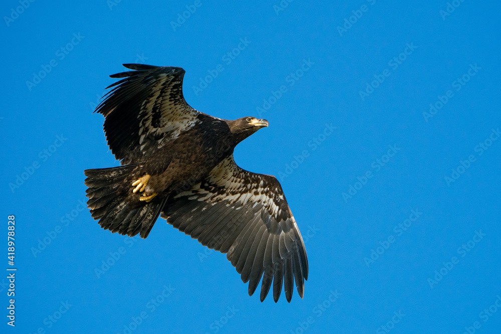 Fototapeta premium Juvenile Bald Eagle in Flight against a blue sky