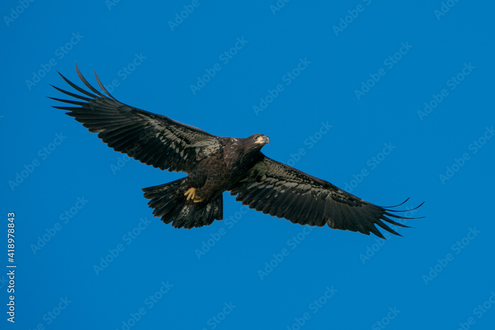 Fototapeta premium Juvenile Bald Eagle in Flight against a blue sky