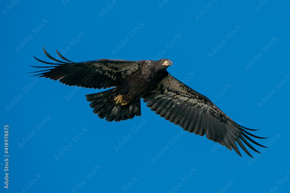 Obraz premium Juvenile Bald Eagle in Flight against a blue sky