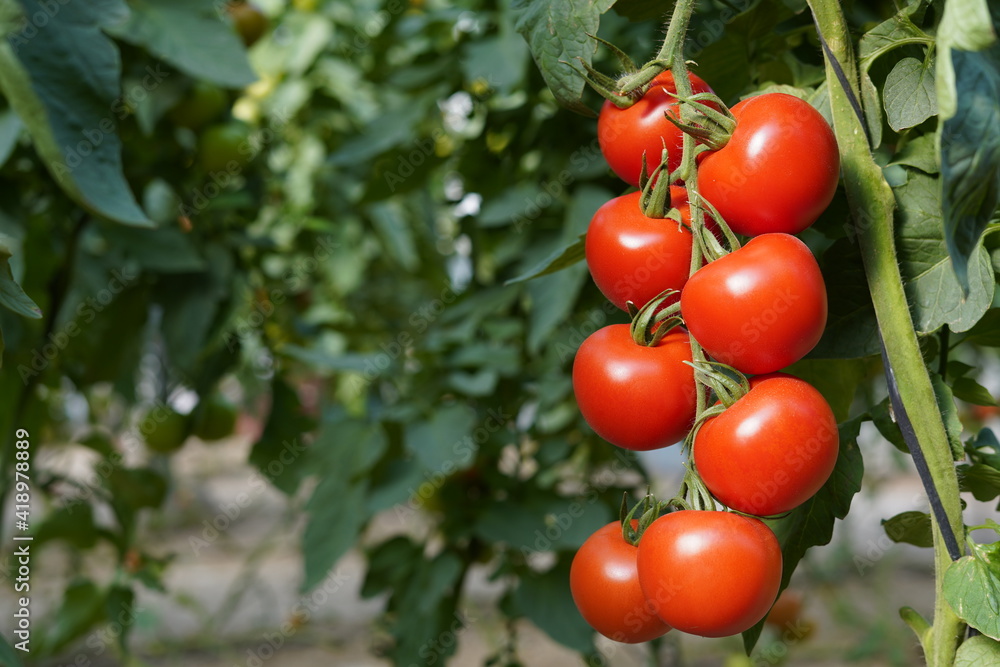 Tomate rojo maduro en rama